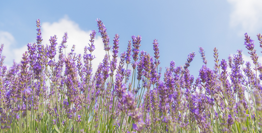 What's the buzz with lavender oil?