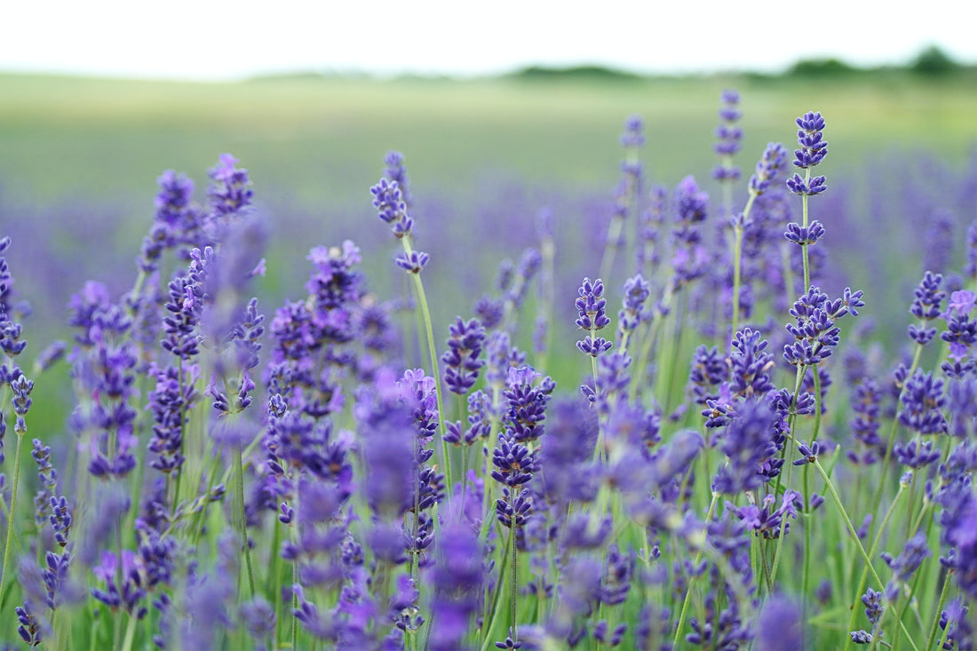 Lavandula Angustifolia (Lavender) Flower Extract